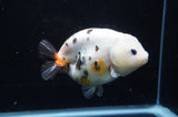 Milk Cow Ranchu  Calico 4.5 Inch (ID#411R10a-89) Free2Day SHIPPING