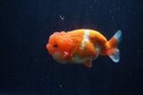 Juvenile Lionchu  Red White 4 Inch (ID#311R11b-8) Free2Day SHIPPING