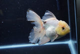 Thai Oranda  Panda 5 Inch (ID#1220To6b-94)