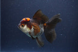 Thai Oranda  Tricolor 4.5 Inch (ID#1112To2a-70) Free2Day SHIPPING