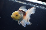 Thai Oranda  Panda 5 Inch (ID#1220To6b-94)