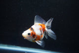 Ryukin  Calico 3 Inch (ID#920Ry7a-2) Free2Day SHIPPING