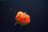 Juvenile Lionchu  Red White 4 Inch (ID#311R11b-8) Free2Day SHIPPING