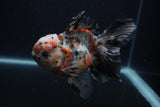 Thai Oranda  Calico 5.5 Inch (ID#0103T2b-66) Free2Day SHIPPING