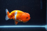 Juvenile Lionchu  Red White 4 Inch (ID#311R11b-8) Free2Day SHIPPING