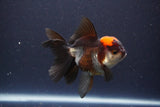 Thai Oranda  Tricolor 4.5 Inch (ID#1112To2a-70) Free2Day SHIPPING