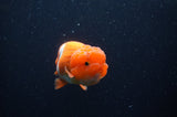 Juvenile Lionchu  Red White 4 Inch (ID#311R11b-8) Free2Day SHIPPING