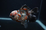 Thai Oranda  Calico 5.5 Inch (ID#0103T2b-66) Free2Day SHIPPING