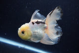 Thai Oranda  Panda 5 Inch (ID#1220To6b-94)