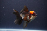 Thai Oranda  Tricolor 4.5 Inch (ID#1112To2a-70) Free2Day SHIPPING