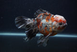 Thai Oranda  Calico 5.5 Inch (ID#0103T2b-66) Free2Day SHIPPING