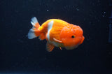 Juvenile Lionchu  Red White 4 Inch (ID#311R11b-8) Free2Day SHIPPING