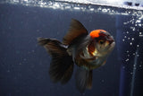 Thai Oranda  Tricolor 4.5 Inch (ID#1112To2a-70) Free2Day SHIPPING