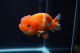 Juvenile Lionchu  Red White 4 Inch (ID#311R11b-8) Free2Day SHIPPING