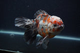 Thai Oranda  Calico 5.5 Inch (ID#0103T2b-66) Free2Day SHIPPING