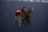 Thai Oranda  Tricolor 4.5 Inch (ID#1112To2a-70) Free2Day SHIPPING