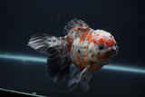 Thai Oranda  Calico 5.5 Inch (ID#0103T2b-66) Free2Day SHIPPING