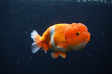 Juvenile Lionchu  Red White 4 Inch (ID#311R11b-8) Free2Day SHIPPING