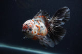 Thai Oranda  Calico 5.5 Inch (ID#0103T2b-66) Free2Day SHIPPING