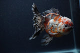 Thai Oranda  Calico 5.5 Inch (ID#0103T2b-66) Free2Day SHIPPING