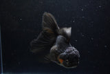 Thai Oranda  Red Black 6 Inch (ID#1224To6b-88)