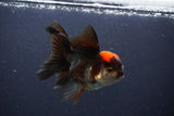 Thai Oranda  Tricolor 4.5 Inch (ID#1112To2a-70) Free2Day SHIPPING