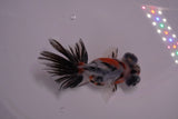 Butterfly  Calico 3.5 Inch (ID#1206B8b-57) Free2Day SHIPPING