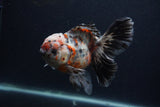 Thai Oranda  Calico 5.5 Inch (ID#0103T2b-66) Free2Day SHIPPING