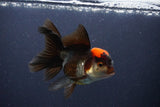 Thai Oranda  Tricolor 4.5 Inch (ID#1112To2a-70) Free2Day SHIPPING