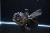 Thai Oranda  Red Black 6 Inch (ID#1224To6b-88)