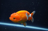 Juvenile Lionchu  Red White 3.5 Inch (ID#311R11b-9) Free2Day SHIPPING