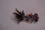 Butterfly  Calico 3.5 Inch (ID#1206B8b-57) Free2Day SHIPPING