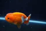 Juvenile Lionchu  Red White 3.5 Inch (ID#311R11b-9) Free2Day SHIPPING