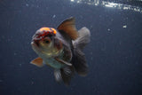 Thai Oranda  Tricolor 4.5 Inch (ID#1112To2a-70) Free2Day SHIPPING