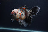 Thai Oranda  Calico 5.5 Inch (ID#0103T2b-66) Free2Day SHIPPING