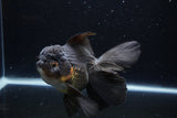 Thai Oranda  Red Black 6 Inch (ID#1224To6b-88)