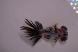 Butterfly  Calico 3.5 Inch (ID#1206B8b-57) Free2Day SHIPPING