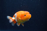 Juvenile Lionchu  Red White 3.5 Inch (ID#311R11b-9) Free2Day SHIPPING