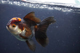 Thai Oranda  Tricolor 4.5 Inch (ID#1112To2a-70) Free2Day SHIPPING