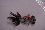 Butterfly  Calico 3.5 Inch (ID#1206B8b-57) Free2Day SHIPPING