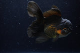 Thai Oranda  Red Black 6 Inch (ID#1224To6b-88)