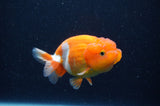 Juvenile Lionchu  Red White 3.5 Inch (ID#311R11b-9) Free2Day SHIPPING