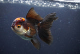 Thai Oranda  Tricolor 4.5 Inch (ID#1112To2a-70) Free2Day SHIPPING