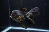 Thai Oranda  Red Black 6 Inch (ID#1224To6b-88)