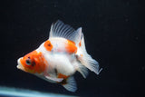 Ryukin  Calico 3.5 Inch (ID#920Ry7a-4) Free2Day SHIPPING