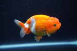 Juvenile Lionchu  Red White 3.5 Inch (ID#311R11b-9) Free2Day SHIPPING
