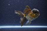 Thai Oranda  Bronze 3.5 Inch (ID#1112To2a-71) Free2Day SHIPPING