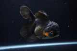 Thai Oranda  Red Black 6 Inch (ID#1224To6b-88)