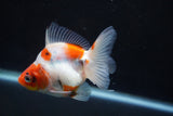 Ryukin  Calico 3.5 Inch (ID#920Ry7a-4) Free2Day SHIPPING