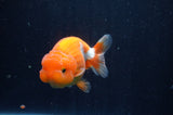 Juvenile Lionchu  Red White 3.5 Inch (ID#311R11b-9) Free2Day SHIPPING